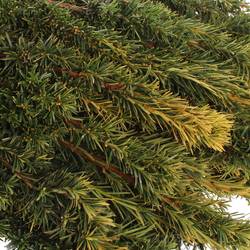 Taxus Bacc gelb 80cm pro Bund