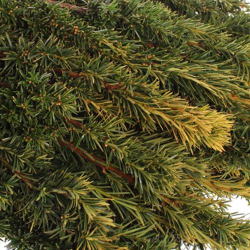 Taxus Bacc gelb 80cm pro Bund