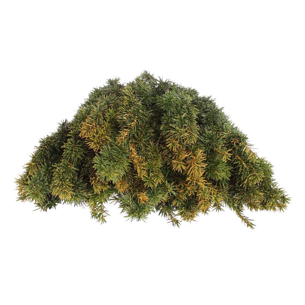Taxus Bacc gelb 80cm pro Bund
