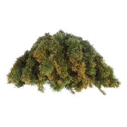 Taxus Bacc gelb 80cm pro Bund