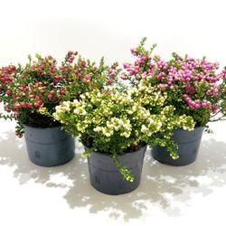 Pernettya mix T17 H25