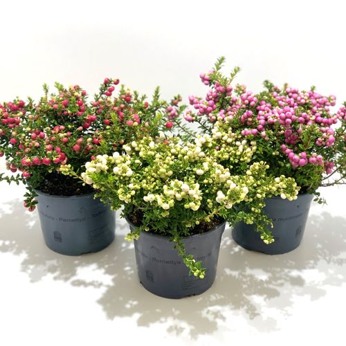 Pernettya mix T17 H25
