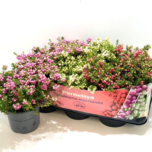 Pernettya mix T17 H25