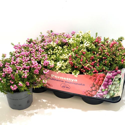 Pernettya mix T17 H25