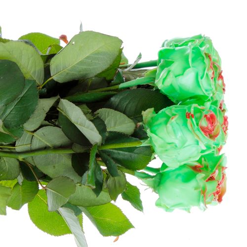 Rose minze/rot Wachs (W31) 60cm