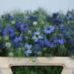 Nigella blau x 20 75cm