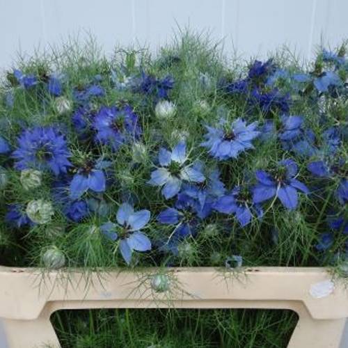 Nigella blau x 20 75cm