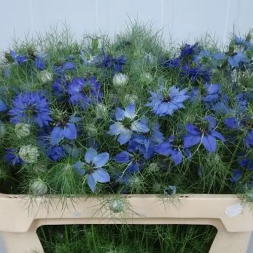 Nigella blau x 20 75cm