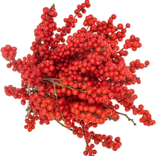 Ilex rot extra oosterwijk 50cm