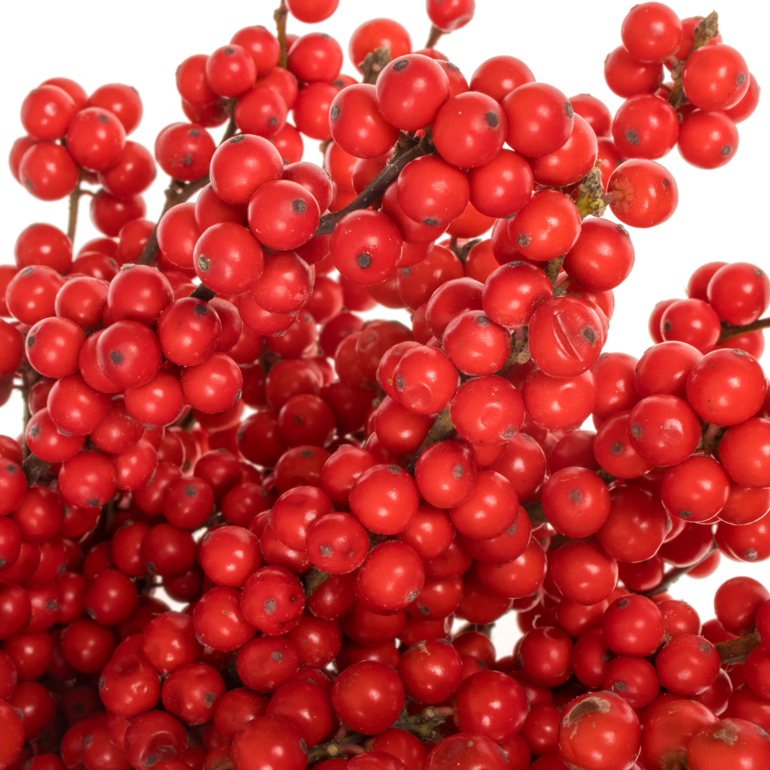 Ilex rot extra oosterwijk 50cm