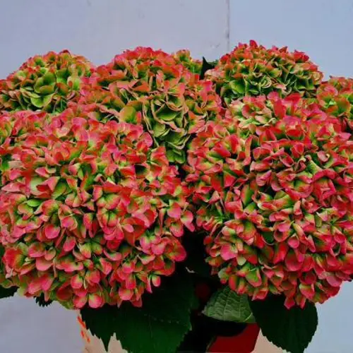 Hortensie rot/grün Ivoor classic Bol 21cm 80cm