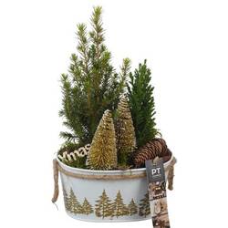 Picea.Arr PTCWW6900 Weihnachten T18 H033