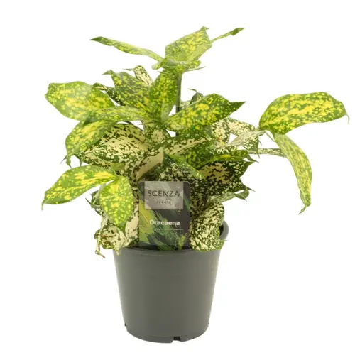 Dracaena 5er Godsefian T12 H030