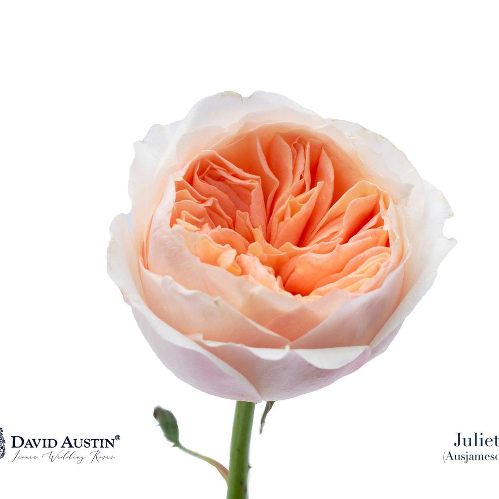 Rose apricot David Austin Juliet 40cm duftend