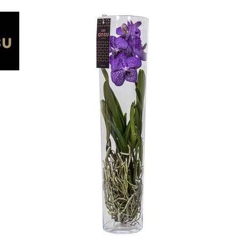 Vanda blau Michelle Glas T17 H70