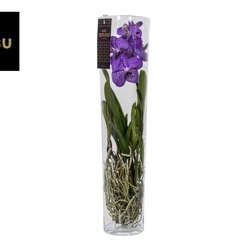 Vanda blau Michelle Glas T17 H70