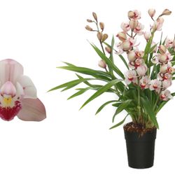 Cymb.4-R rosa Wild Pink T14 H55