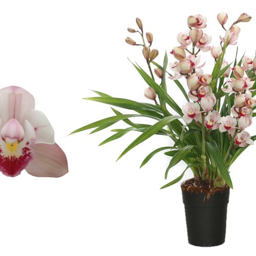 Cymb.4-R rosa Wild Pink T14 H55