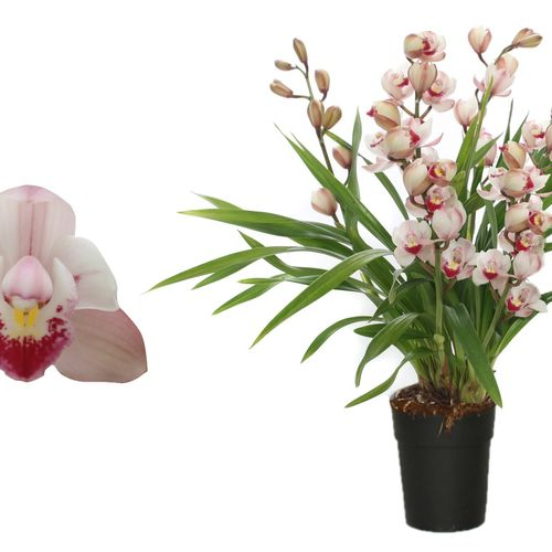 Cymb.4-R rosa Wild Pink T14 H55