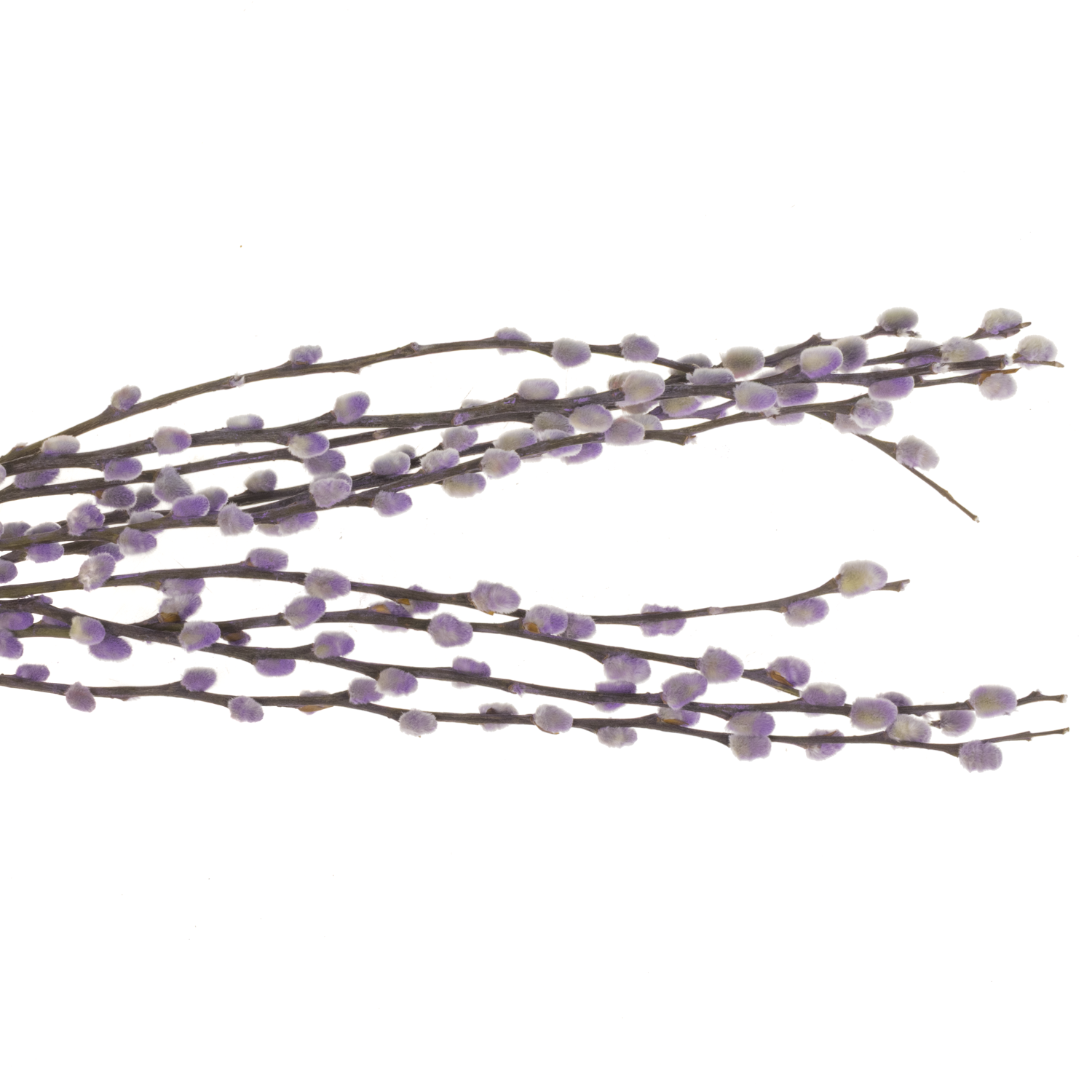 Kätzchen lila gefärbt vip 70cm