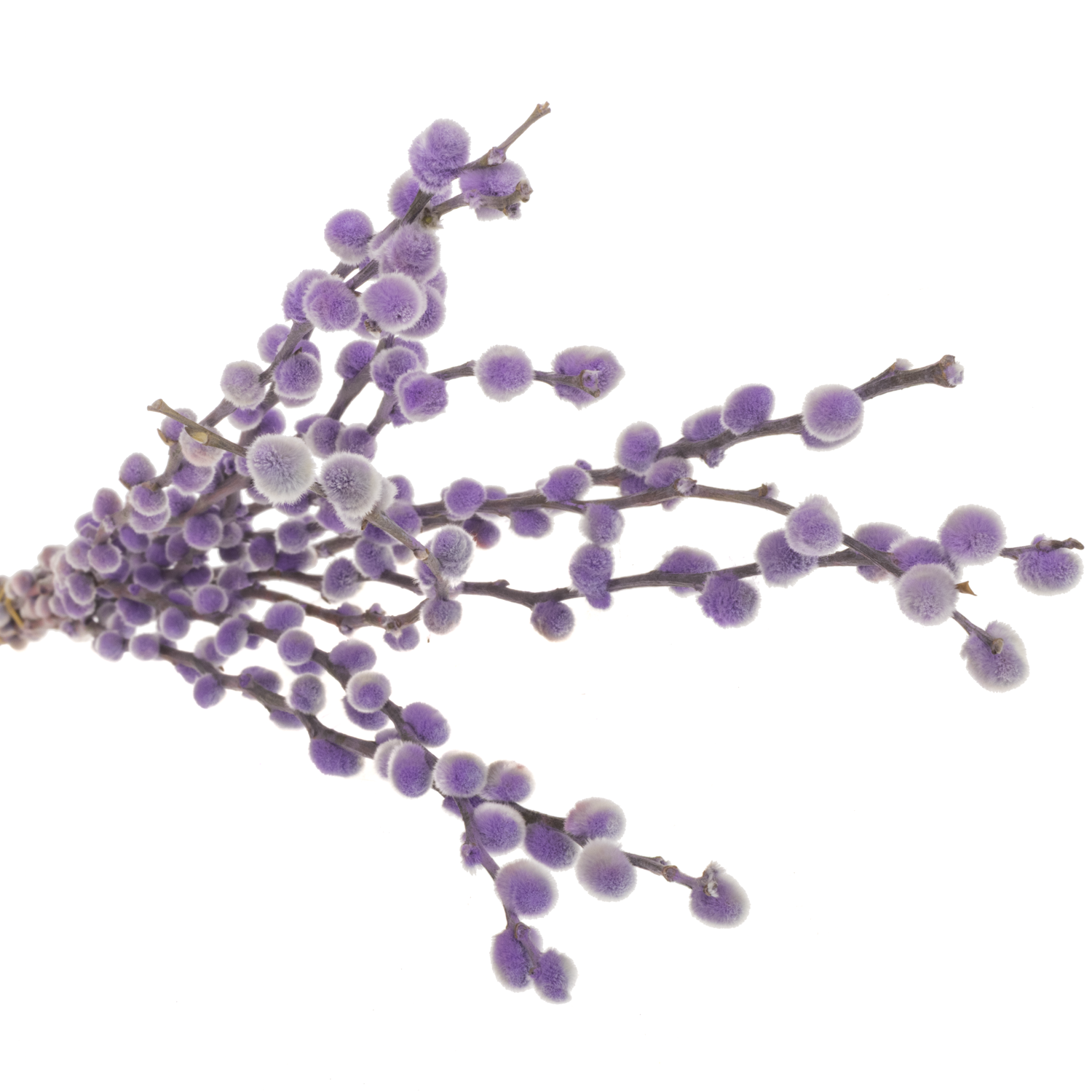 Kätzchen lila gefärbt vip 70cm