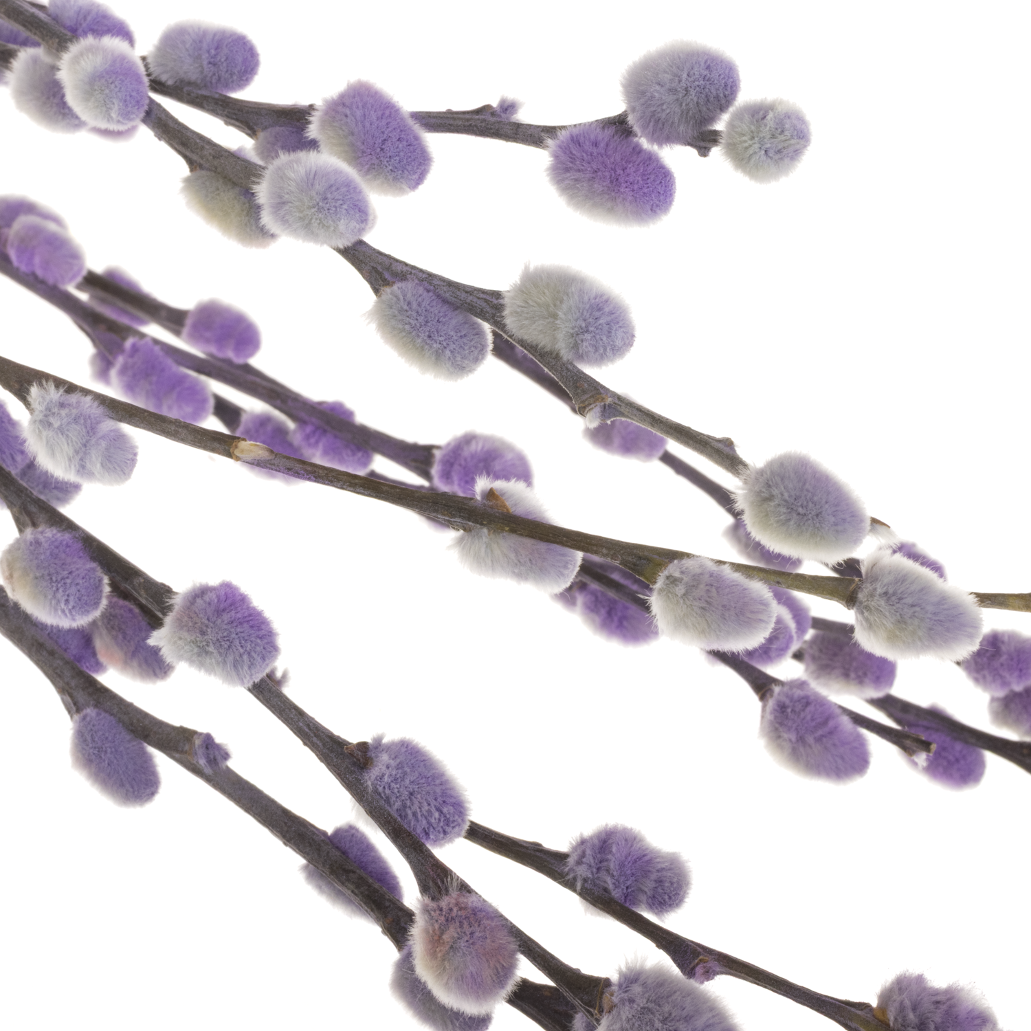 Kätzchen lila gefärbt vip 70cm