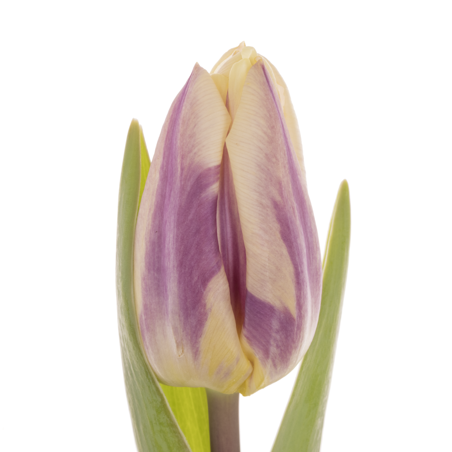 Tulpe lila creme Happy feet 26 Gramm