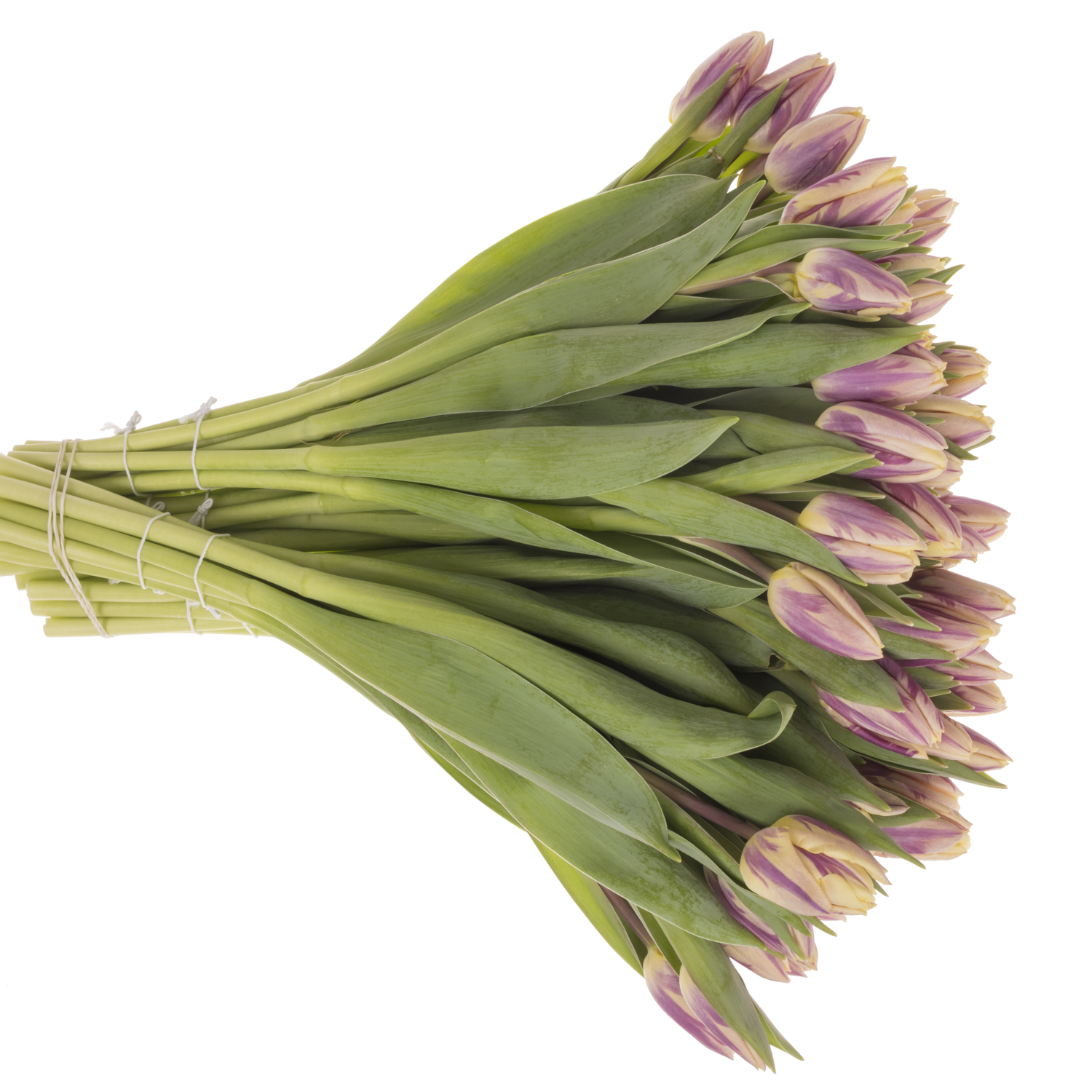 Tulpe lila creme Happy feet 26 Gramm