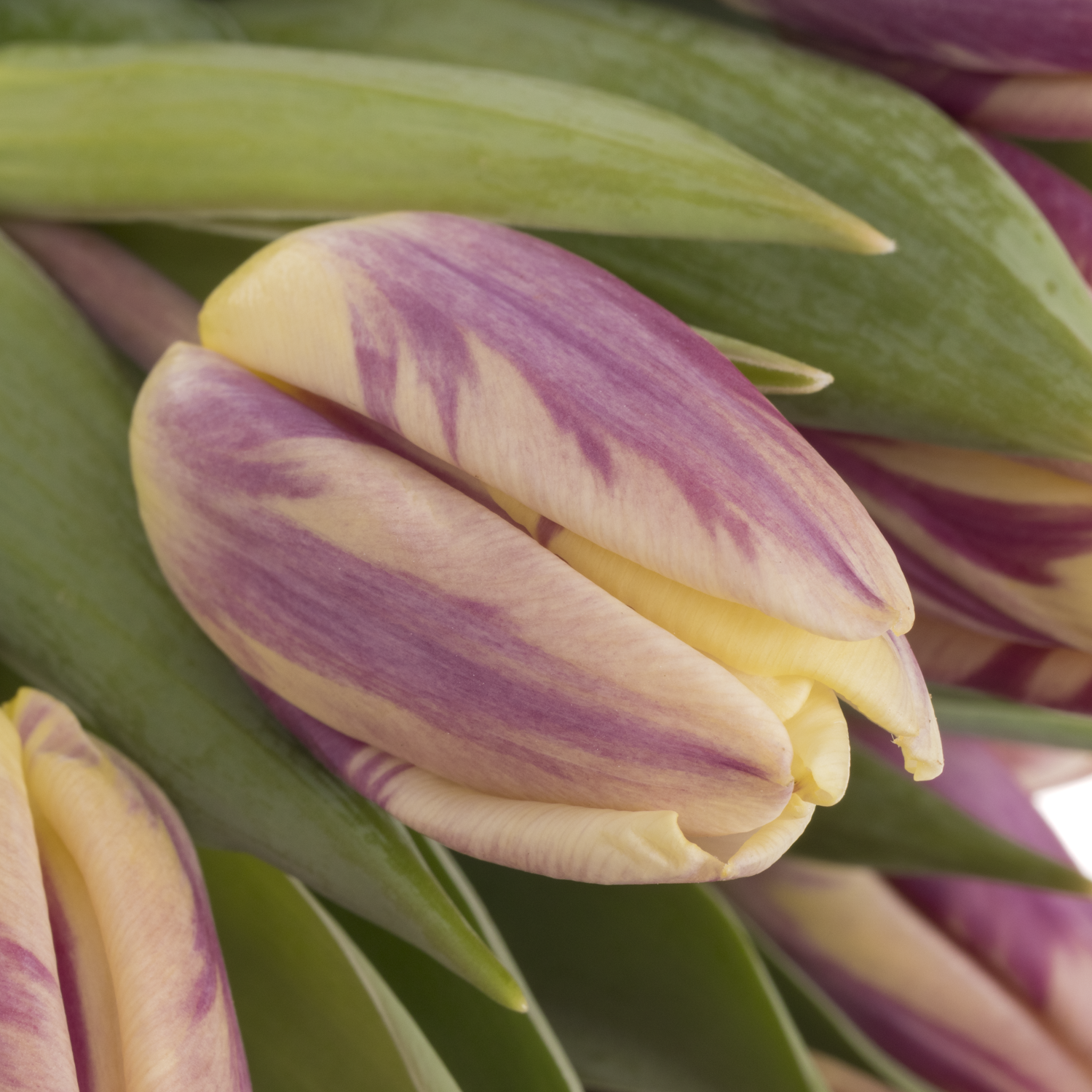 Tulpe lila creme Happy feet 26 Gramm