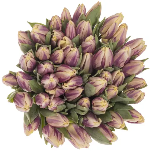 Tulpe lila creme Happy feet 26 Gramm