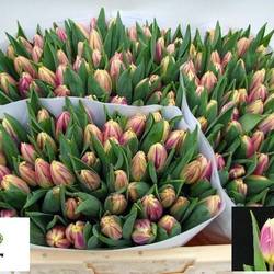 Tulpe lila creme Happy feet 26 Gramm