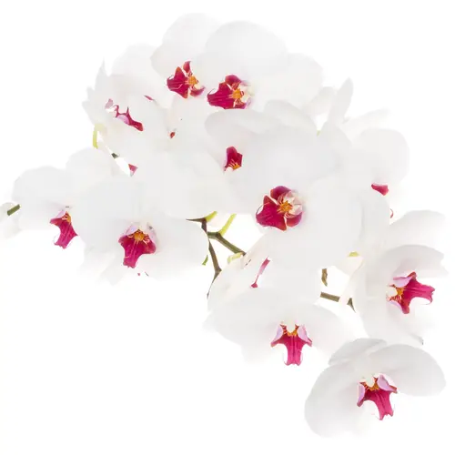 Phalaenopsis weiss Red Lips 45 Blüte 3 Stiele 75cm