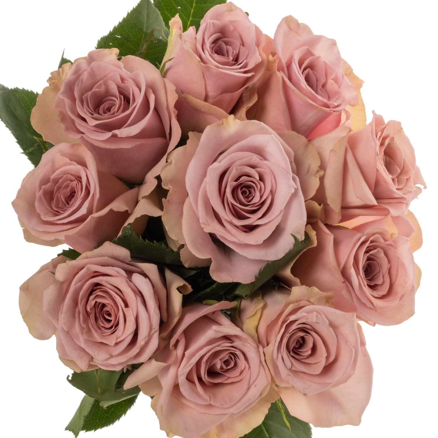Rose rosa Pillow Talk 50cm