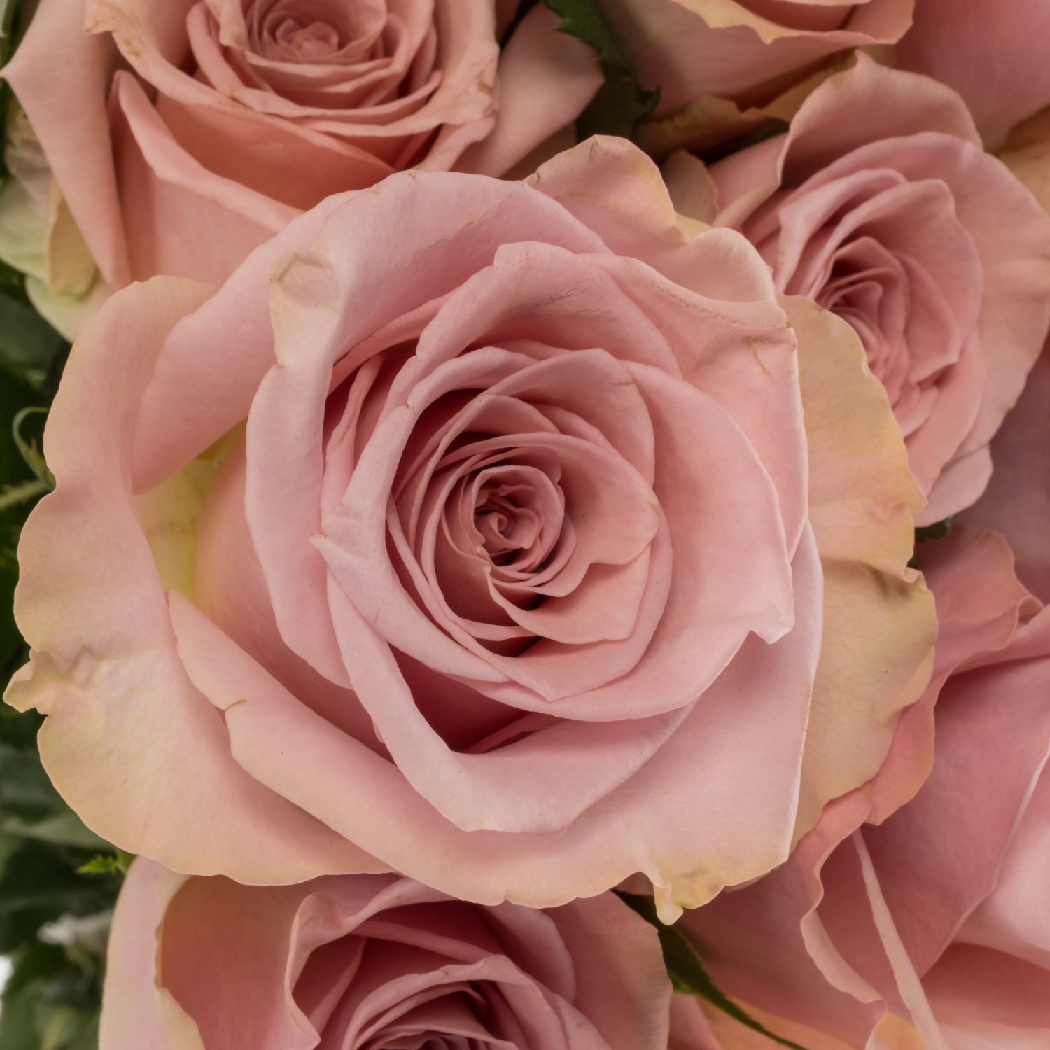 Rose rosa Pillow Talk 50cm