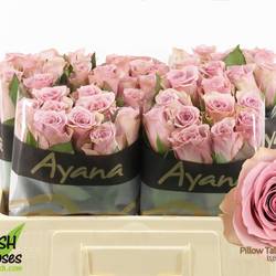 Rose rosa Pillow Talk 50cm