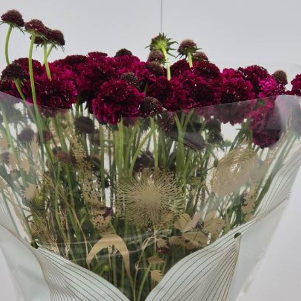 Scabiosa dunkel rot Red Scoop black 75cm