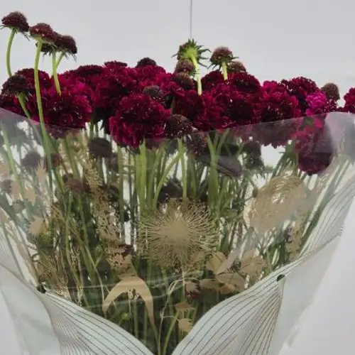 Scabiosa dunkel rot Red Scoop black 75cm
