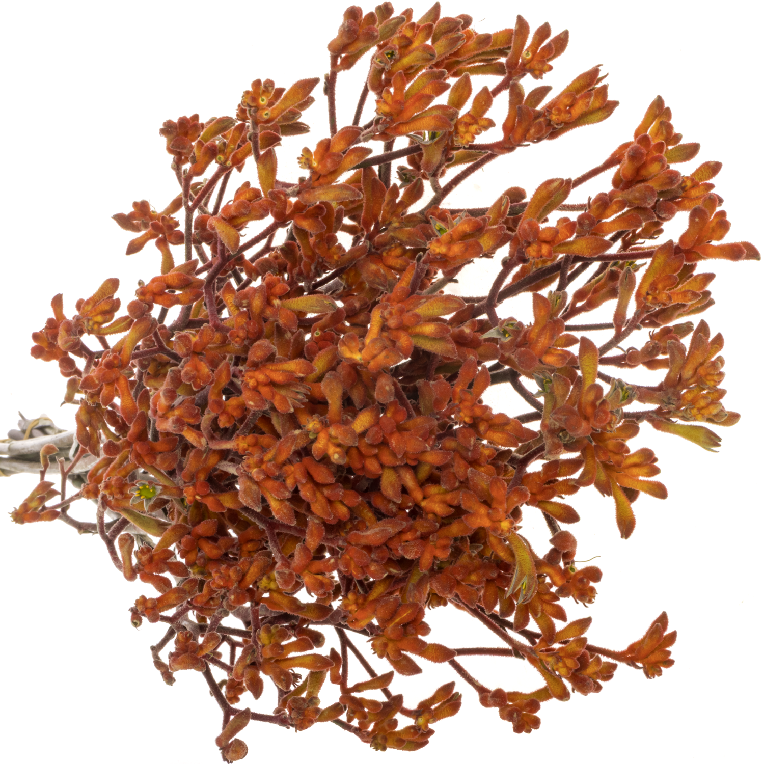 Kangeroo dunkel orange 60cm x20