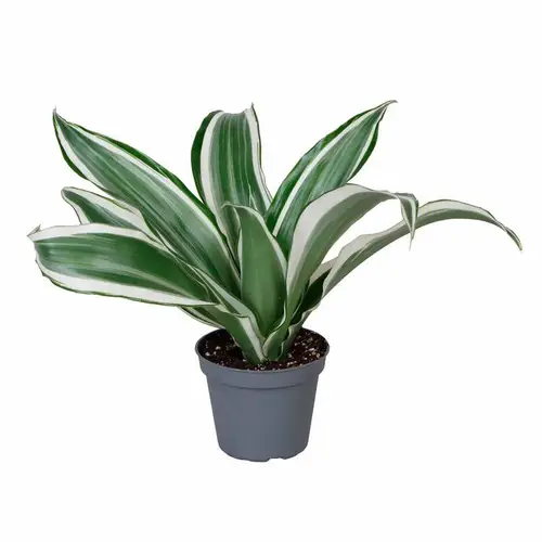 Dracaena Der. Kanzi T06