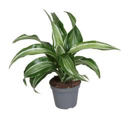 Dracaena Der. Kanzi T06
