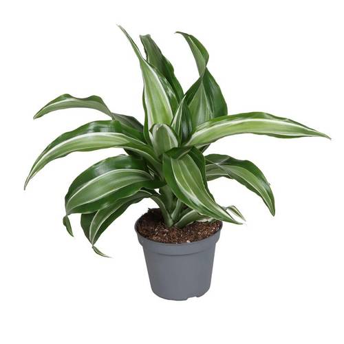 Dracaena Der. Kanzi T06