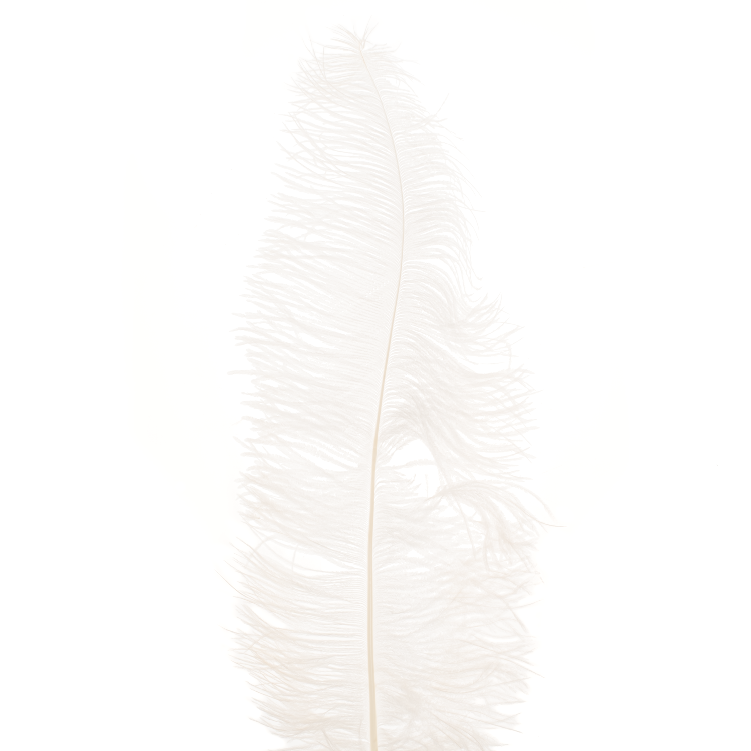 Straussenfedern weiss L55cm x5