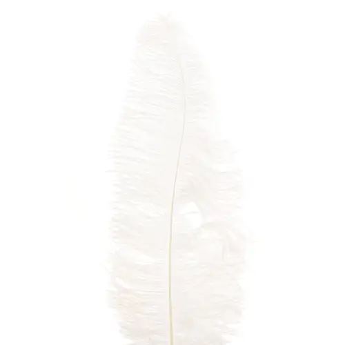 Straussenfedern weiss L55cm x5