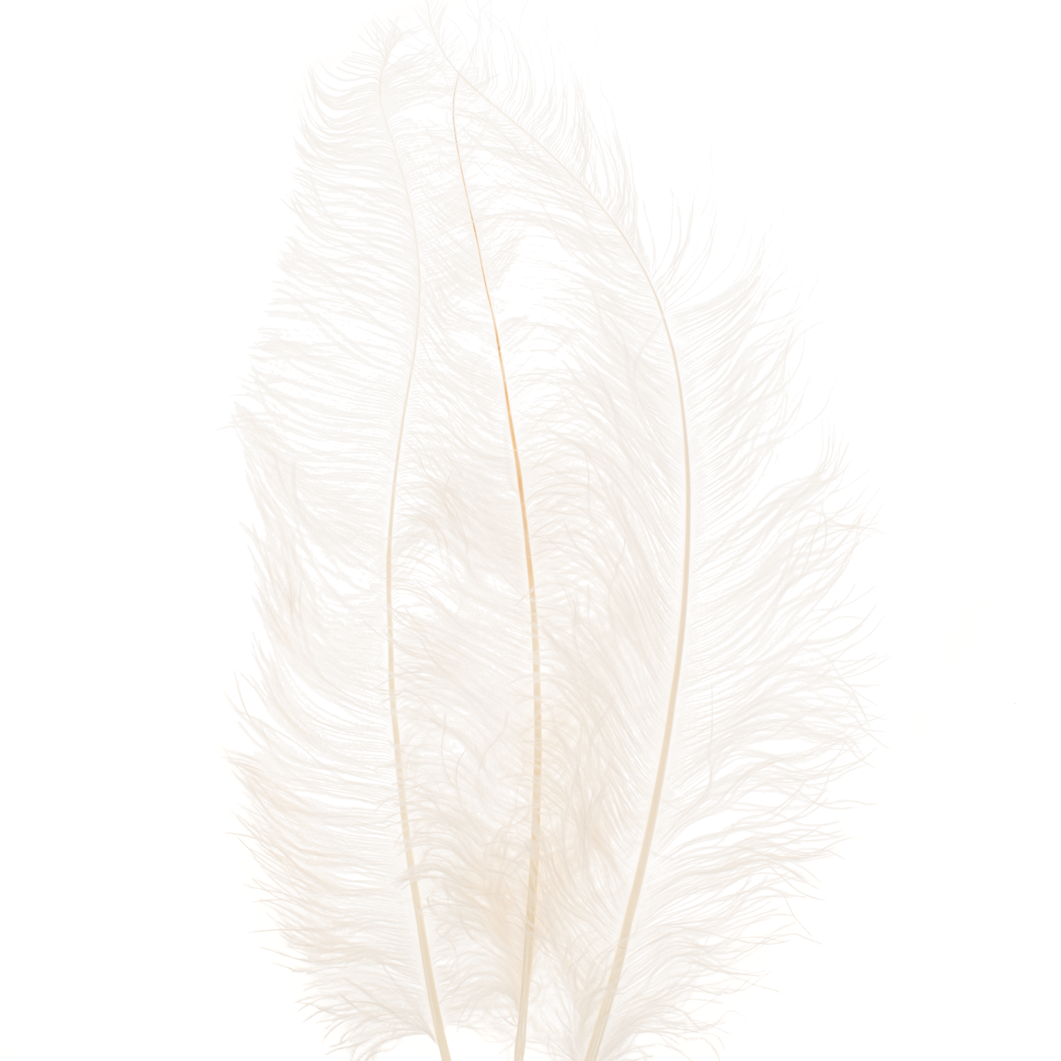 Straussenfedern weiss L55cm x5
