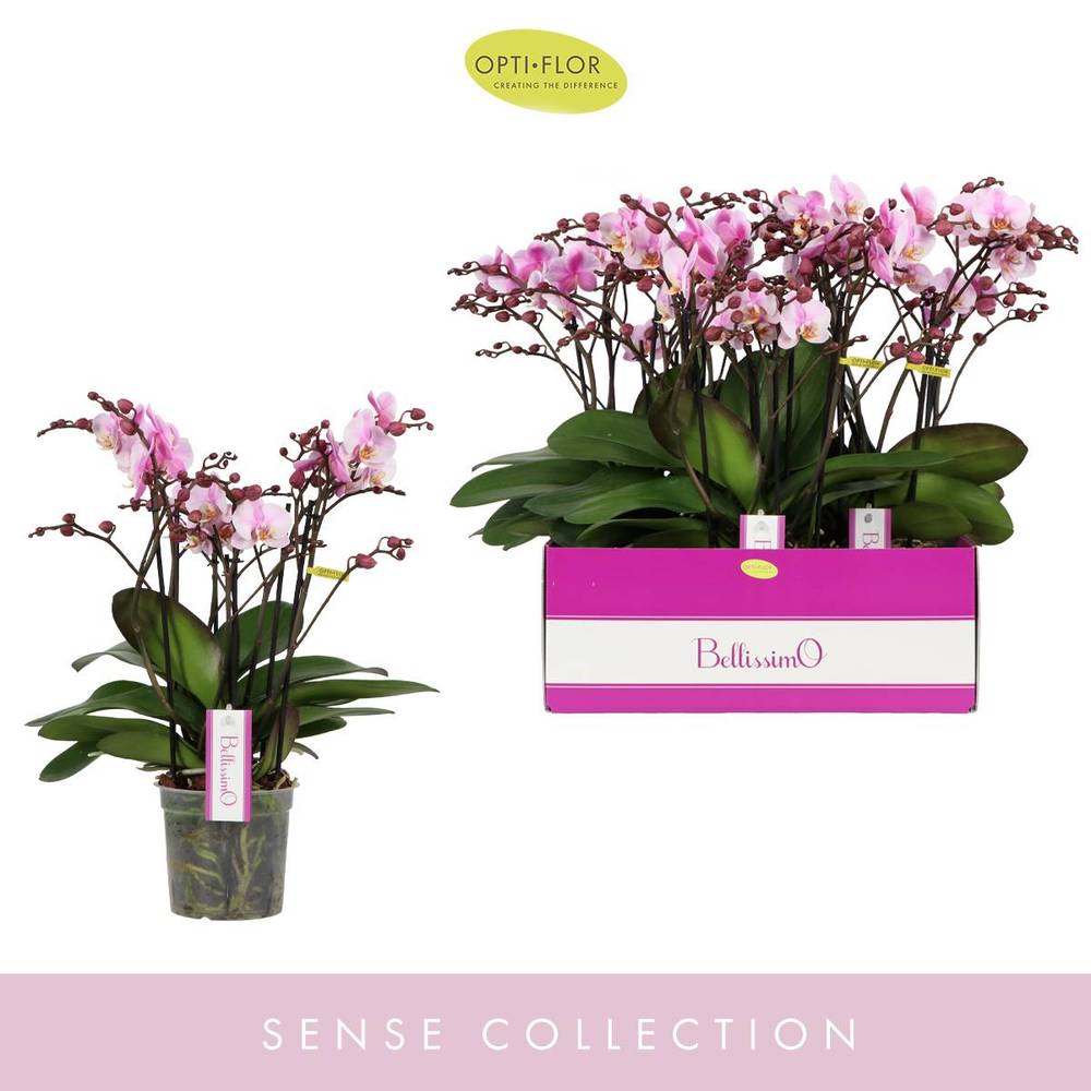 Phal.4-R rosa/hell rosa Bellisimo Angelo T15 H050