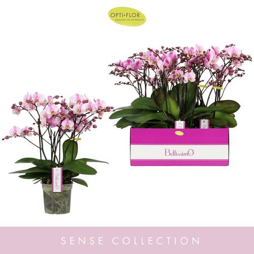 Phal.4-R rosa/hell rosa Bellisimo Angelo T15 H050