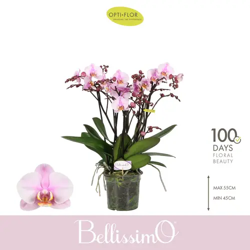 Phal.4-R rosa/hell rosa Bellisimo Angelo T15 H050