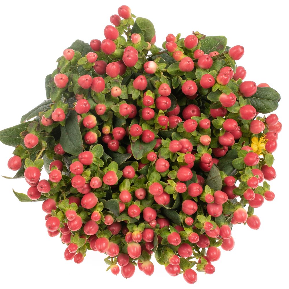 Hypericum orange/rot Tomato Flair 40cm