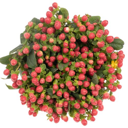 Hypericum orange/rot Tomato Flair 40cm