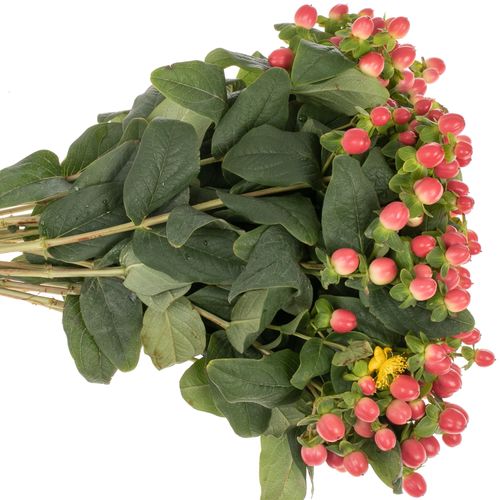 Hypericum orange/rot Tomato Flair 40cm